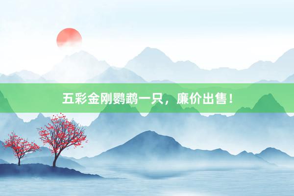 五彩金刚鹦鹉一只，廉价出售！